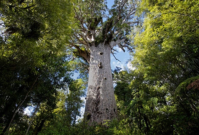 கோரி மரம்